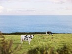 Cows and sea